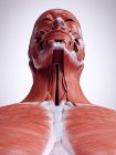Illustration 3D des muscles du cou dans le corps humain . — Photo de stock