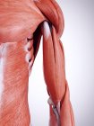 Трехмерная иллюстрация мышц плеча в человеческом теле . — стоковое фото