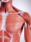 Illustrazione resa 3d dei muscoli del seno nel corpo umano . — Foto stock
