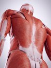 3D рендеринг иллюстрации мышц спины в человеческом теле
. — стоковое фото