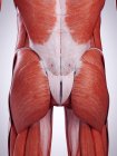3D gerenderte Darstellung der Gesäßmuskulatur im menschlichen Körper. — Stockfoto