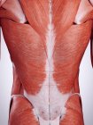 3D ілюстрація м'язів спини в організмі людини . — стокове фото