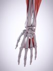 3D ілюстрація анатомії руки в людському скелеті . — стокове фото