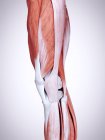 3D рендеринг иллюстрации мышц ног в человеческом теле
. — стоковое фото