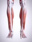 3d ilustração renderizada dos músculos das pernas inferiores no corpo humano . — Fotografia de Stock