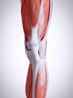 3D рендеринг иллюстрации мышц ног в человеческом теле . — стоковое фото