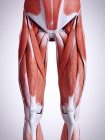 3D ілюстрація м'язів ніг в людському тілі . — стокове фото
