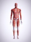 3D gerenderte Darstellung der Muskeln im männlichen menschlichen Körper. — Stockfoto