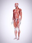 Illustration 3D des muscles dans le corps humain masculin . — Photo de stock