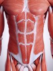 3d оказана иллюстрация мышц брюшной полости в организме человека . — стоковое фото