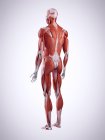 3d ilustración de los músculos de la espalda en el cuerpo humano . - foto de stock