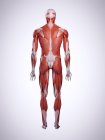 3D ілюстрація м'язів спини в організмі людини . — стокове фото
