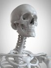 Ilustración 3d de cabeza y cuello en esqueleto humano . - foto de stock