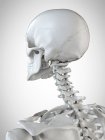 3d representada ilustración de la cabeza y el cuello en el esqueleto humano . - foto de stock