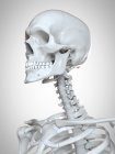 Illustration 3D de la tête et du cou dans le squelette humain . — Photo de stock