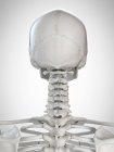 Ilustración 3d de cabeza y cuello en esqueleto humano . - foto de stock