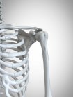 3D Darstellung von Schulterknochen im menschlichen Skelett. — Stockfoto