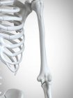 Illustration 3D de l'humérus dans le squelette humain . — Photo de stock