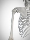 3D Darstellung von Schulterknochen im menschlichen Skelett. — Stockfoto