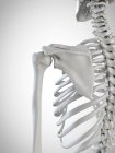 Illustrazione resa 3d delle ossa delle spalle nello scheletro umano . — Foto stock