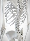 3d reso illustrazione di schiena scheletrica su sfondo bianco . — Foto stock
