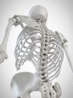 Illustration en 3D des os du dos sur fond blanc . — Photo de stock