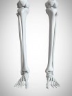 Ilustración en 3D de los huesos de las piernas y los pies sobre fondo blanco . - foto de stock