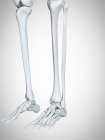 3d ilustración representada de las piernas y los huesos de los pies en el esqueleto humano . - foto de stock