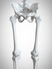 3d ilustración de los huesos de las piernas superiores en el esqueleto humano . - foto de stock