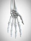 Illustrazione resa 3d delle ossa della mano nello scheletro umano . — Foto stock