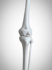 3D gerenderte Illustration des Knies im menschlichen Skelett. — Stockfoto