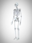 3D рендеринг иллюстрации человеческого скелета на сером фоне . — стоковое фото