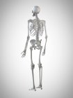 3d ilustración representada del esqueleto humano sobre fondo gris
. - foto de stock