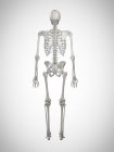 3D gerenderte Darstellung des menschlichen Skeletts in Rückansicht auf grauem Hintergrund. — Stockfoto