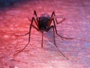 Ilustración coloreada de plaga de mosquitos en la piel . - foto de stock