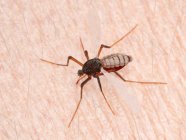 Цифрова ілюстрація комарів смоктати кров на шкірі . — стокове фото