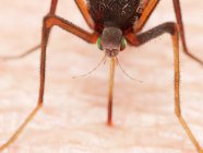 Digital illustration of mosquito sucking blood on skin. — Stock Photo