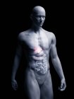 Ілюстрація людської печінки в силуеті тіла . — стокове фото