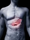 Illustrazione del pancreas umano nella silhouette del corpo . — Foto stock