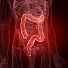 Illustration du gros intestin dans la silhouette du corps humain . — Photo de stock