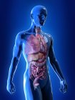 Realistische Darstellung der männlichen inneren Organe der Atemwege und des Verdauungssystems. — Stockfoto