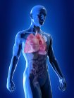 Ilustración de pulmones coloreados visibles en silueta transparente del cuerpo humano . - foto de stock