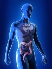 Ilustración de colon visible en el cuerpo humano masculino . - foto de stock
