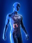 Illustrazione dei reni colorati nella silhouette del corpo umano . — Foto stock