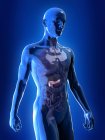 Illustration of visible pancreas in human body silhouette. — Stock Photo