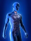 Ilustración de la glándula tiroides visible en silueta masculina sobre fondo azul . - foto de stock