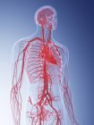 Illustrazione del sistema vascolare umano su sfondo blu . — Foto stock