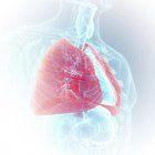 Illustration de poumons de couleur visible dans une silhouette transparente du corps humain . — Photo de stock