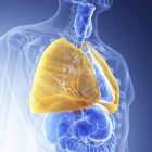 Ilustración de los pulmones visibles de color amarillo en la silueta transparente del cuerpo humano . - foto de stock