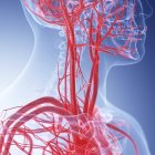 Ilustración médica de vasos sanguíneos del cuello humano . - foto de stock
